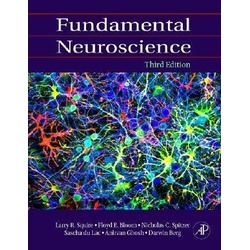 Fundamentals of Neuroscience 3rd Edition